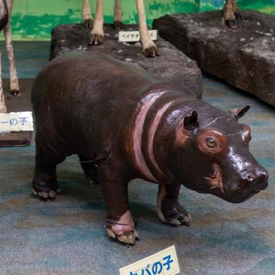 博物館に展示されたカバの子供の剥製の写真