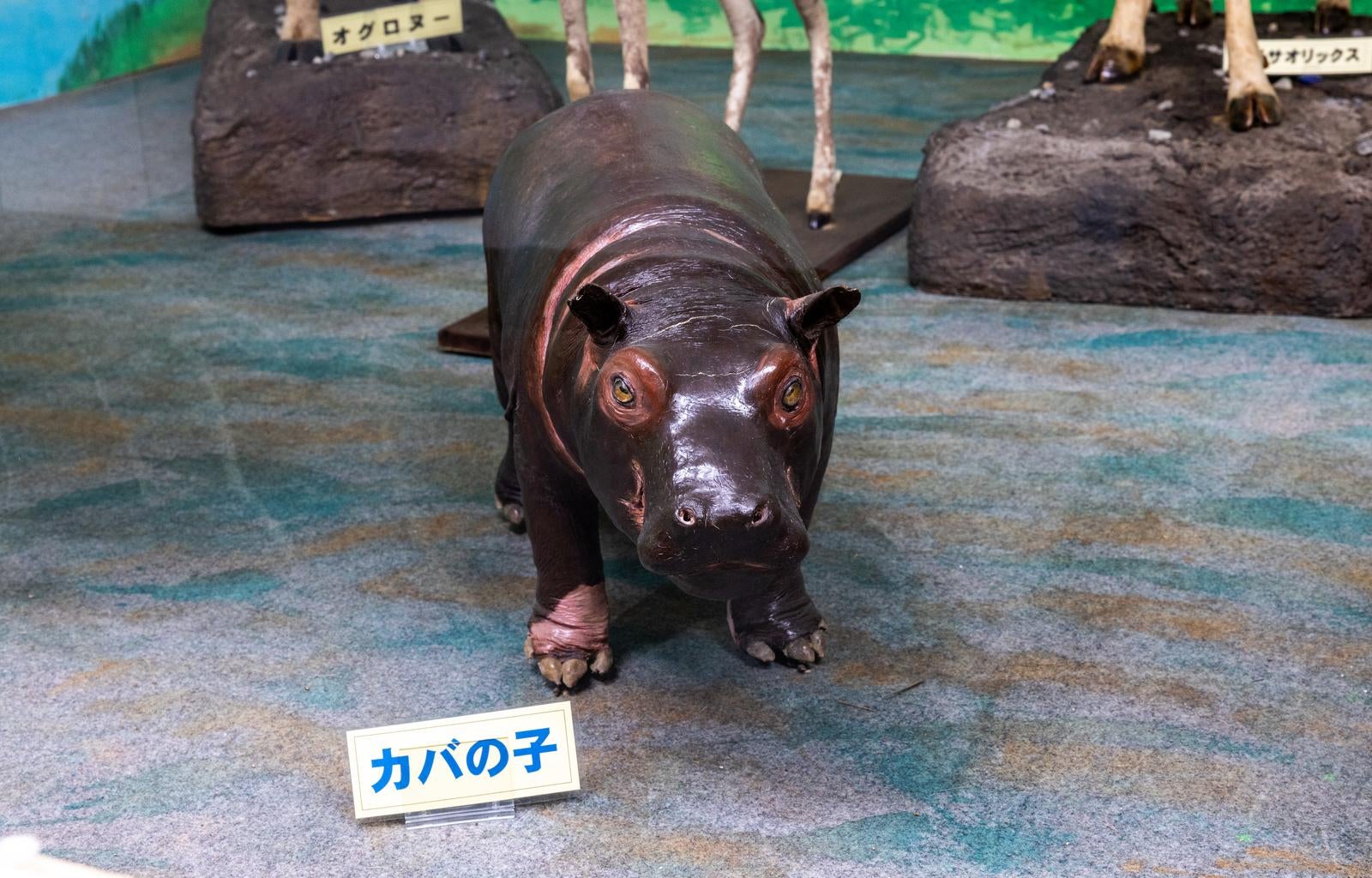 「カバの子供の剥製」の写真
