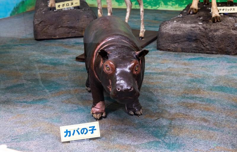 カバの子供の剥製の写真