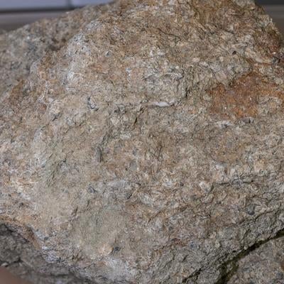 貝殻化石を含む石灰岩の標本の写真