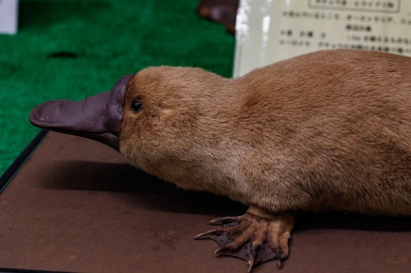 特徴的な平たいクチバシと水かきのあるカモノハシの剥製の写真