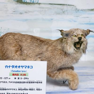 カナダオオヤマネコの剥製の写真