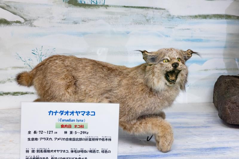 カナダオオヤマネコの剥製の写真