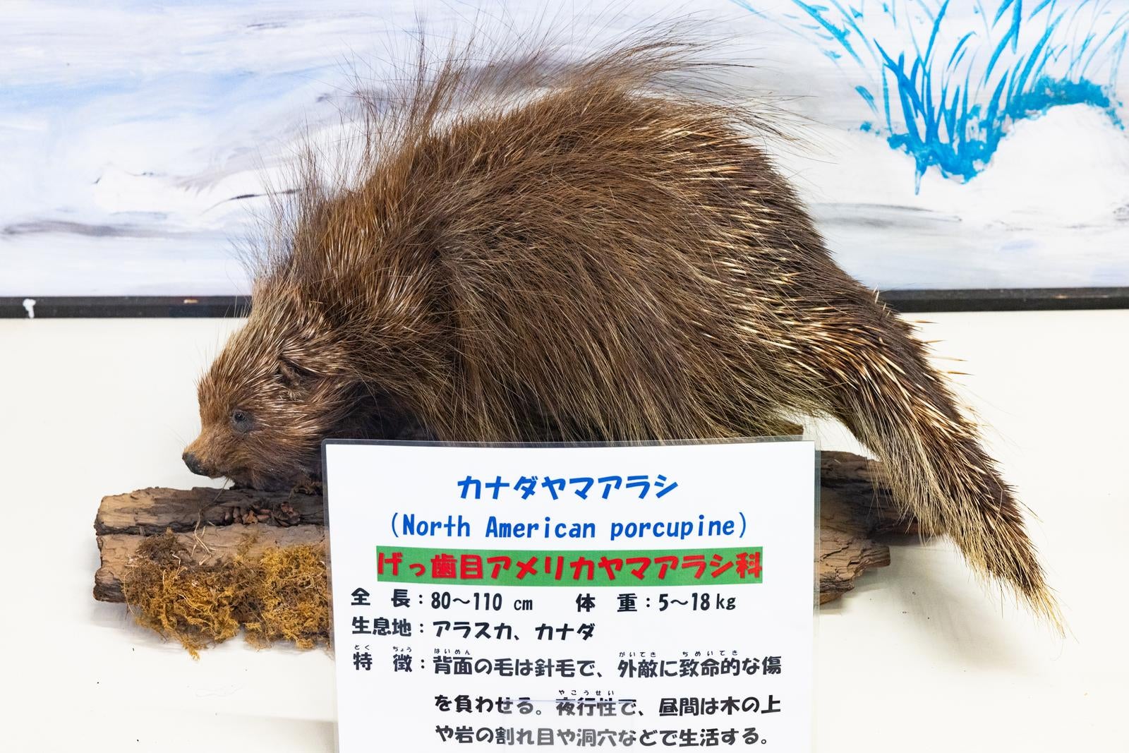 「カナダヤマアラシの剥製」の写真