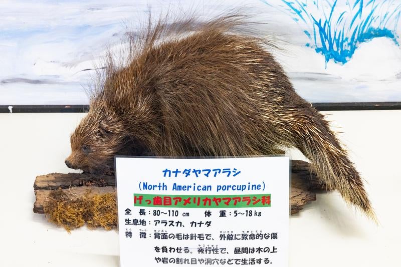 カナダヤマアラシの剥製の写真