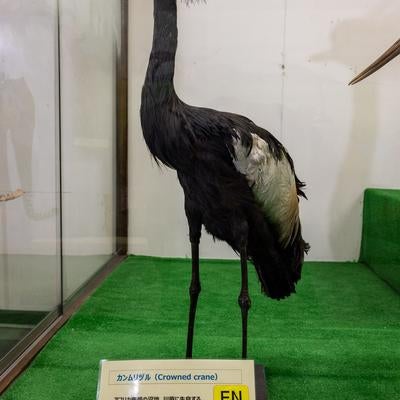 カンムリヅルの剥製の写真
