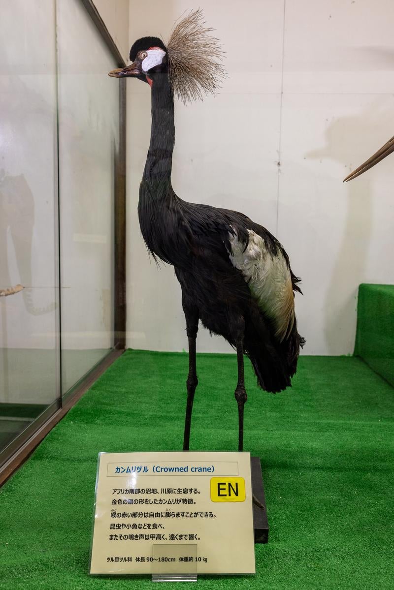 カンムリヅルの剥製の写真