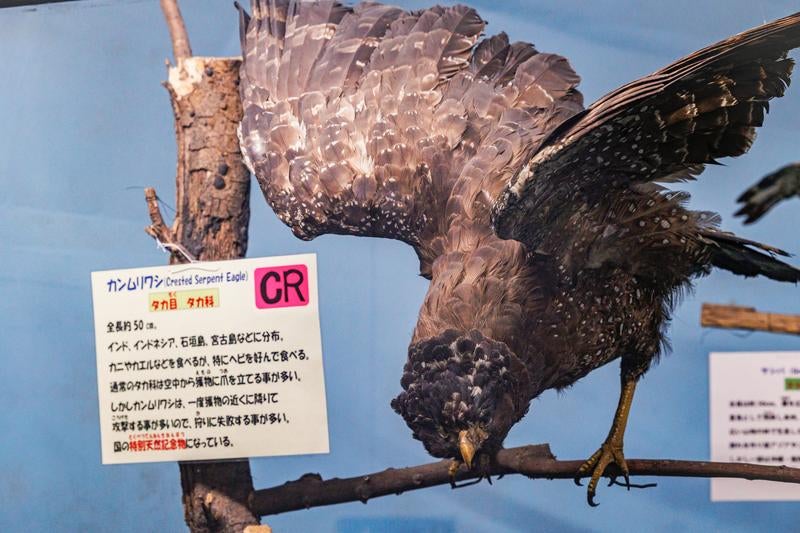 カンムリワシが獲物を捕らえる瞬間の剥製の写真