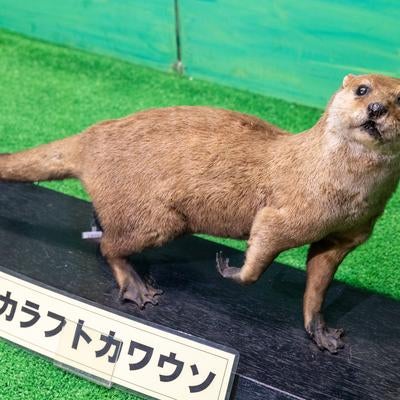 表情豊かなカラフトカワウソの剥製の写真