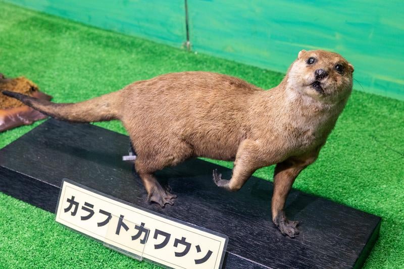表情豊かなカラフトカワウソの剥製の写真