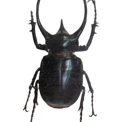 カリコソマアトラス（フィリピン）オスの標本の写真