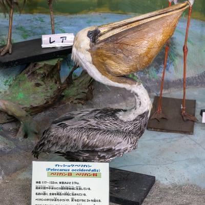 大型の水鳥カッショクペリカンの剥製の写真