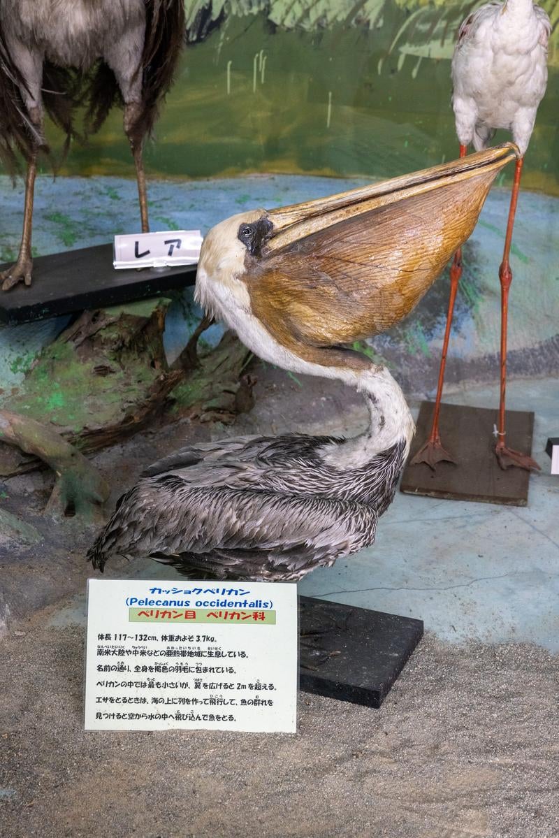 「大型の水鳥カッショクペリカンの剥製」の写真