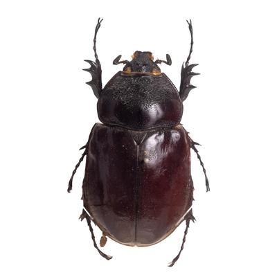 シンプルなフォルムと艶やかな質感が魅力的なケンタウルスオオカブト（ベネズエラ）メスの写真