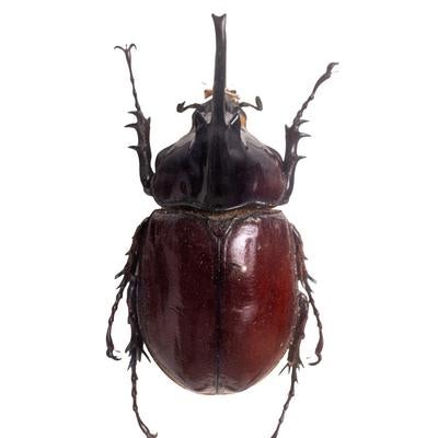 神話の名を持つケンタウルスオオカブトのオス（ベネズエラ）の写真