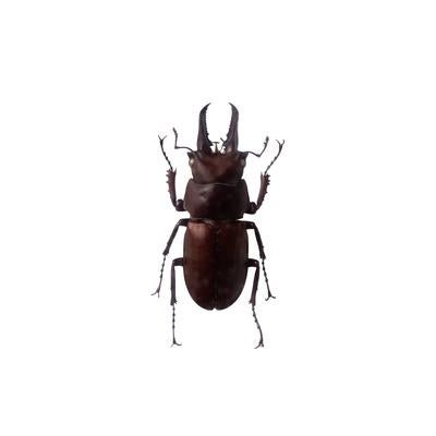 キンオニクワガタの標本の写真