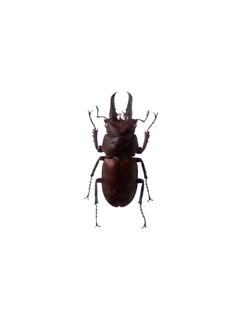 キンオニクワガタの標本の写真