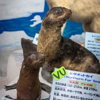キタオットセイの剥製の写真