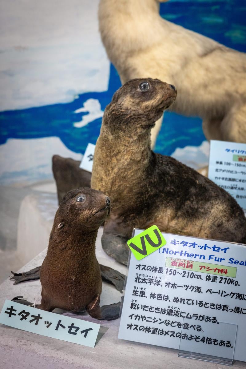 キタオットセイの剥製の写真