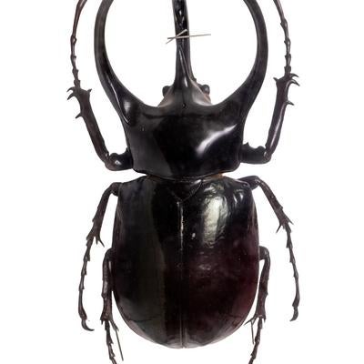 コーカサスオオカブト（マレー半島）の標本の写真
