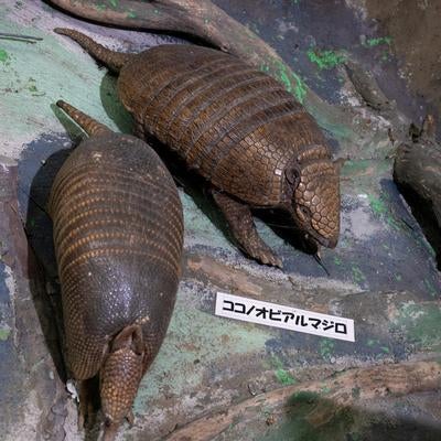 ココノオビアルマジロの剥製の写真