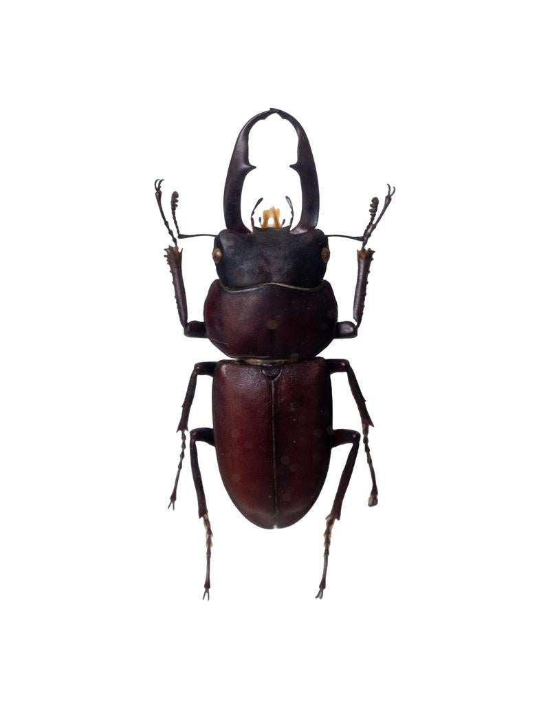 赤みがかった黒褐色の体と力強い大顎を持つコクワガタの標本の写真