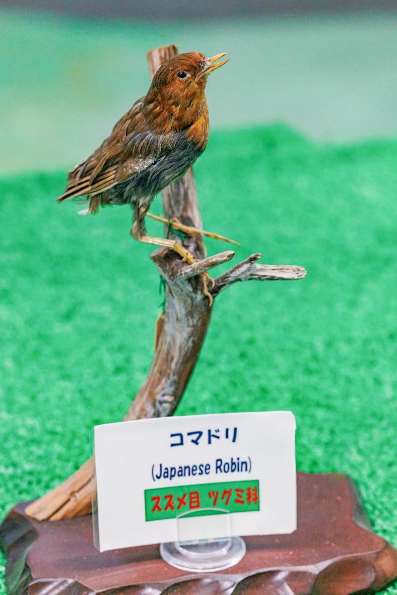 コマドリの剥製の写真