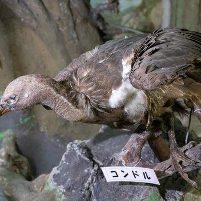 コンドルの剥製の写真