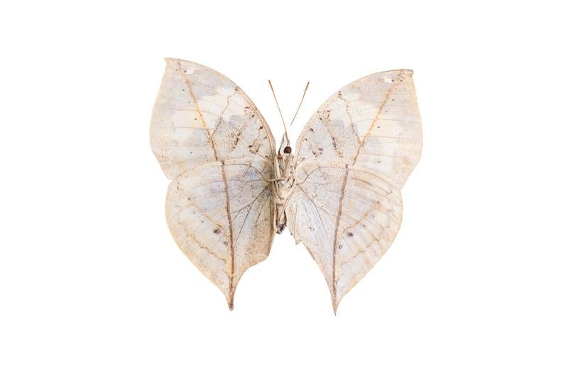 アレキサンドラトリバネアゲハ（ニューギニア）オスの標本の無料の写真