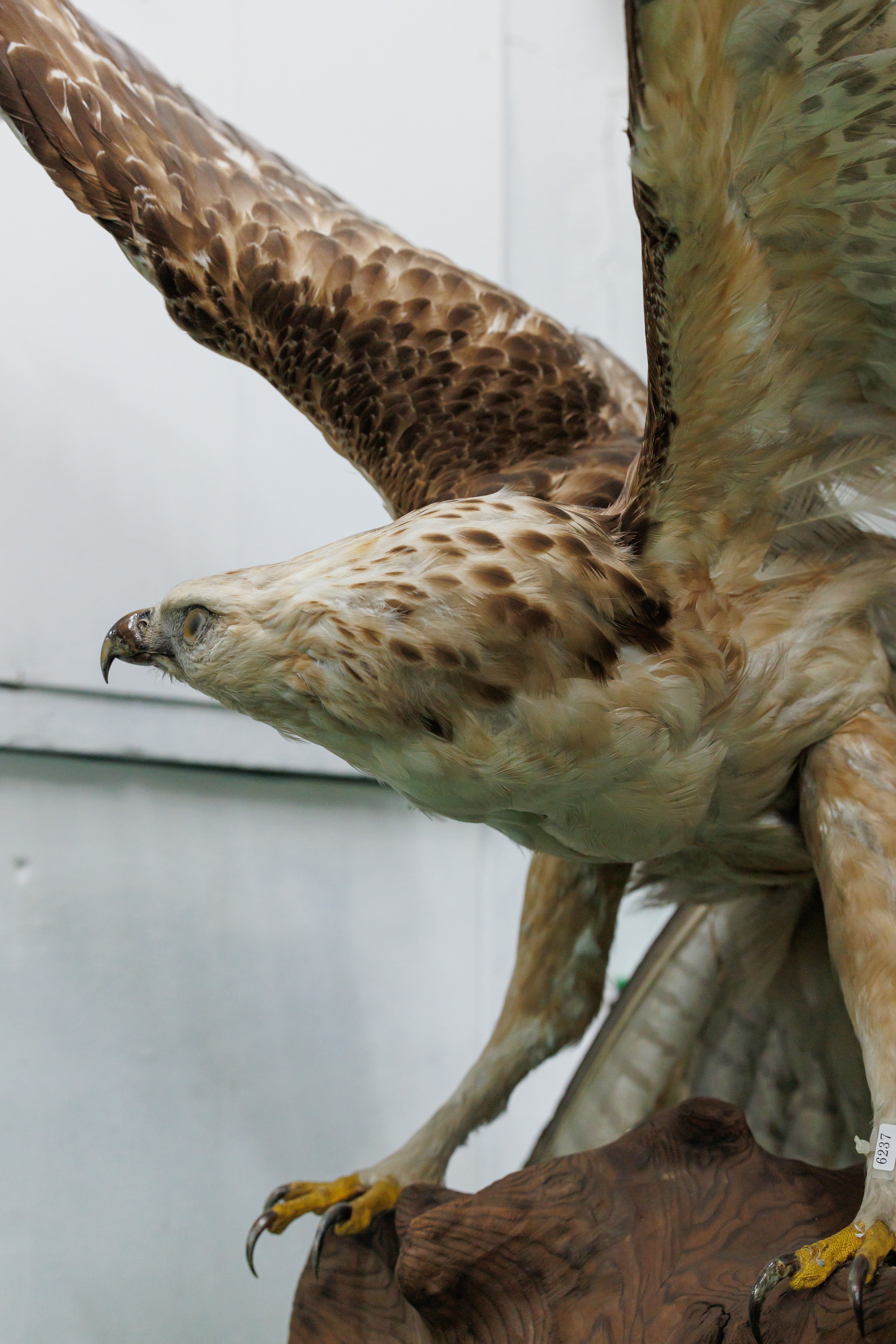 husigikann_kumataka.jpg?&