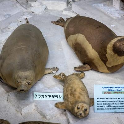 縞模様が印象的なクラカケアザラシの剥製の写真