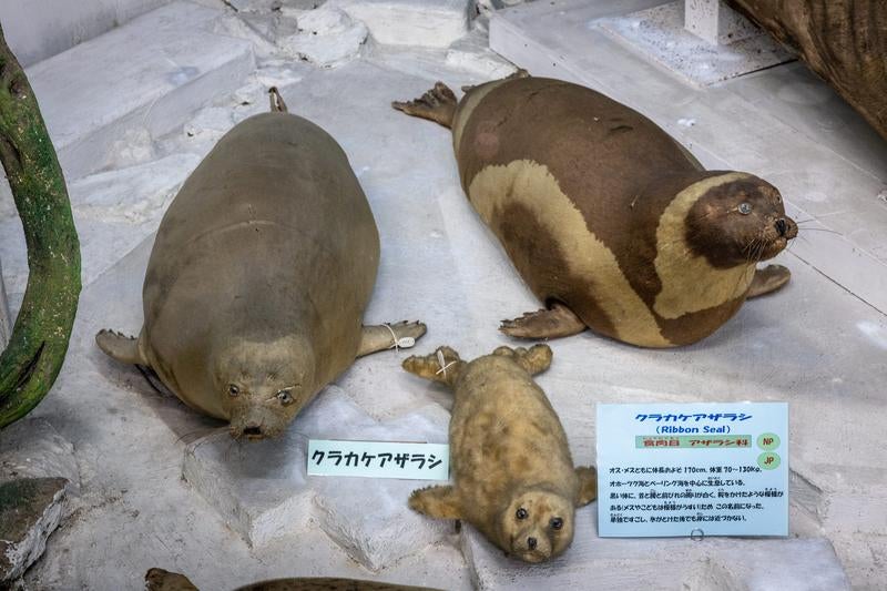 縞模様が印象的なクラカケアザラシの剥製の写真