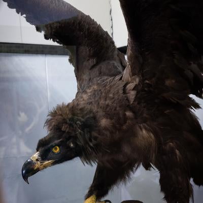 クロハゲワシの剥製の写真