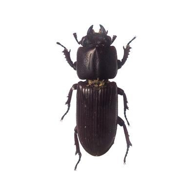 マメクワガタの標本の写真