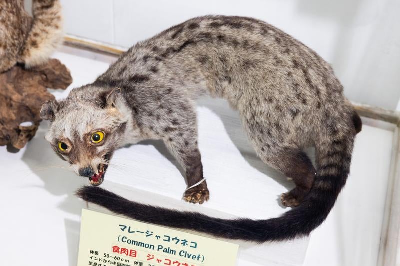 特徴的な長い尾を持つマレージャコウネコの剥製の写真