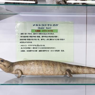 メキシコドクトカゲの剥製の写真