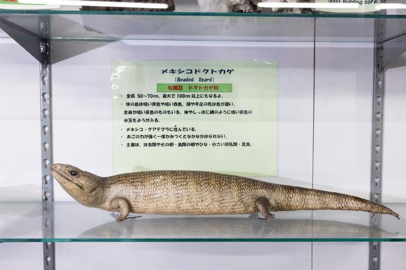 メキシコドクトカゲの剥製の写真