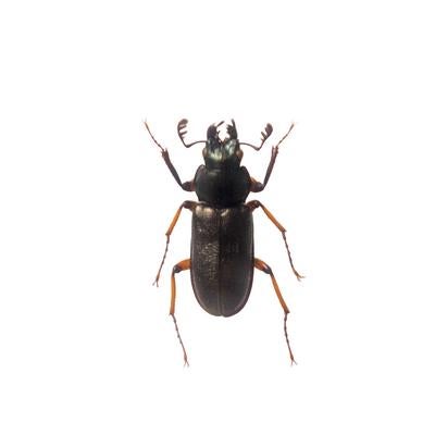ミナミコルリクワガタの標本の写真