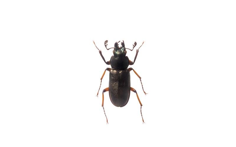 ミナミコルリクワガタの標本の写真