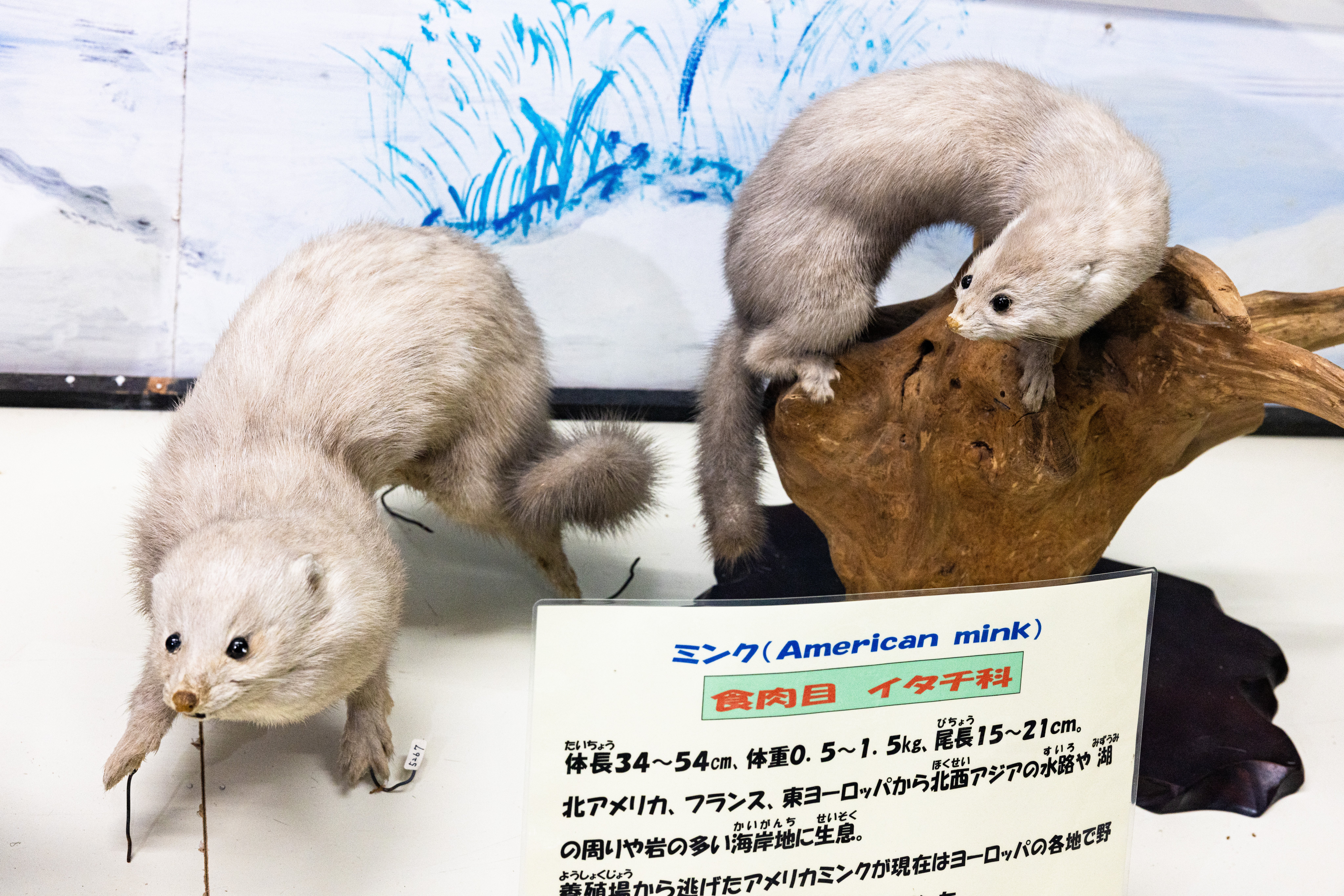 博物館に展示された2匹のミンクの剥製と生態説明パネル - ぱくたそ