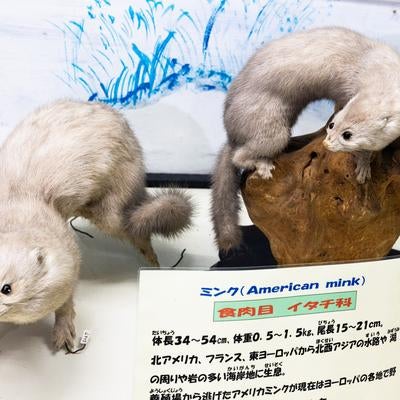 2匹のミンクの剥製の写真