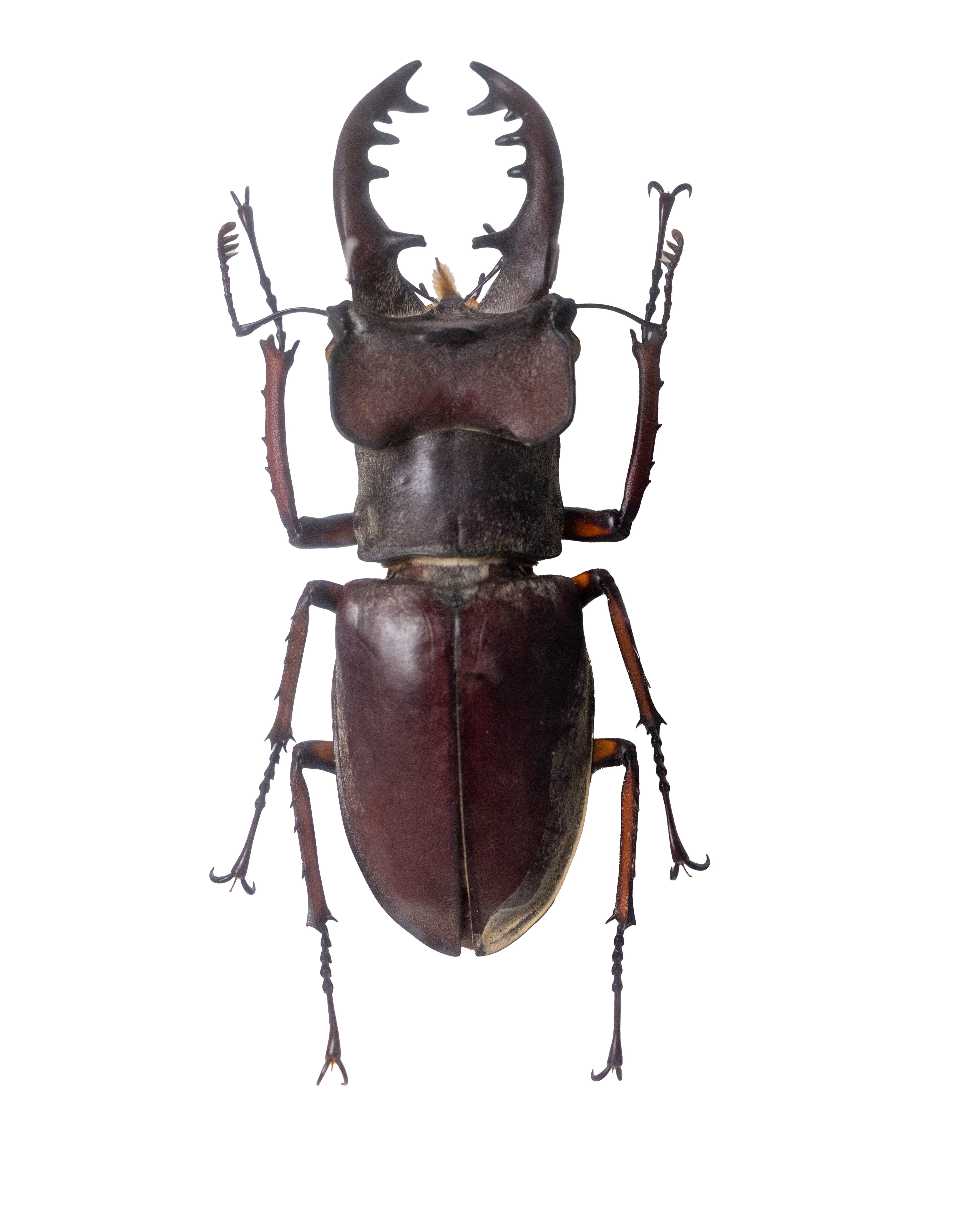 ※良型、顎湾曲　ヨ−ロッパミヤマ♂野外標本 大型 顎太良型 ケルブス♂野外標本