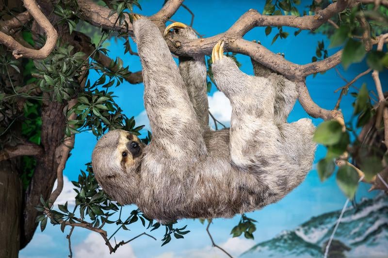 ミユビナマケモノの剥製の写真