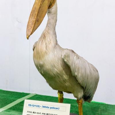 大きなくちばしが印象的なモモイロペリカンの剥製の写真