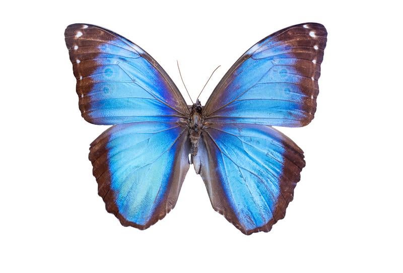 オオゴマダラ（蝶）の無料の写真素材 - ID.36619｜フリー素材 ぱくたそ