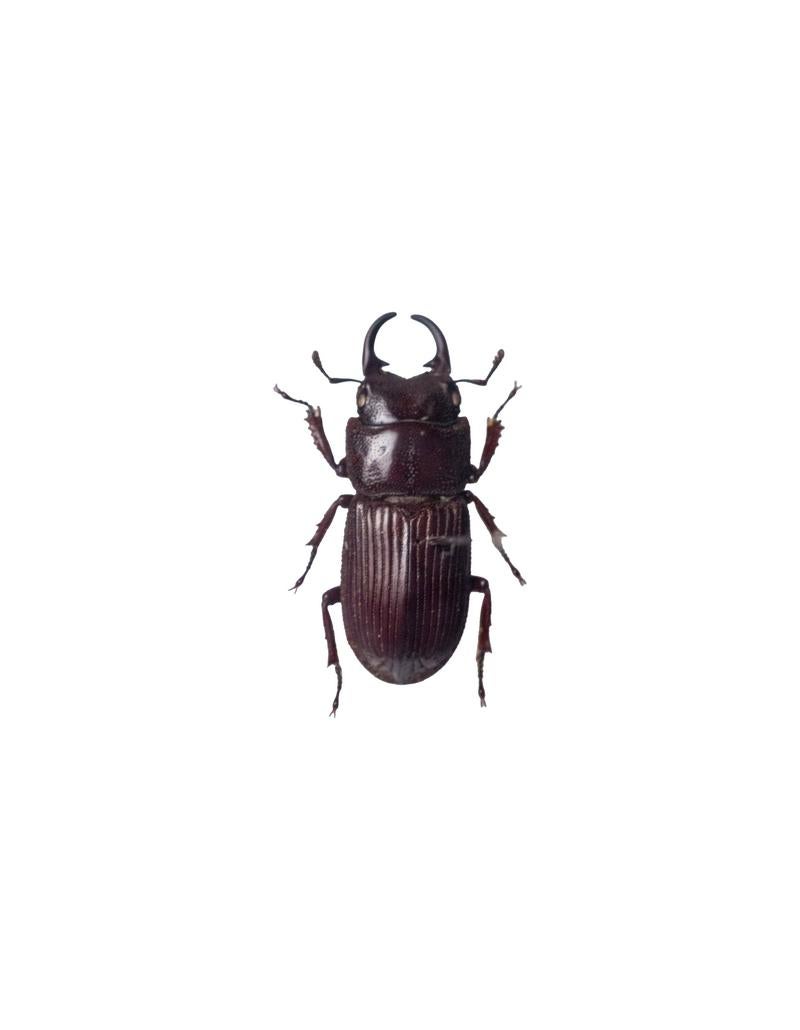 「ネブトクワガタの標本」の写真