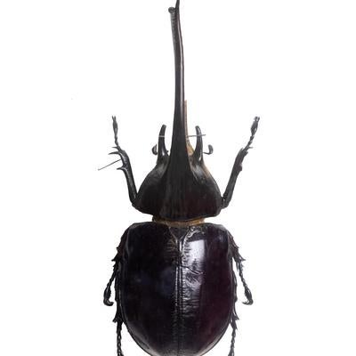 巨大な角を持つネプチューンオオツノカブト（コロンビア）オスの標本の写真