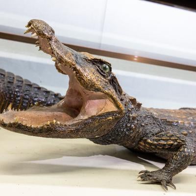 小型の肉食獣ニシアフリカコビトワニの剥製の写真