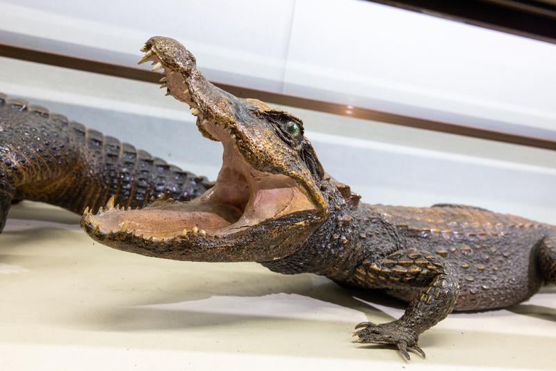 小型の肉食獣ニシアフリカコビトワニの剥製の写真