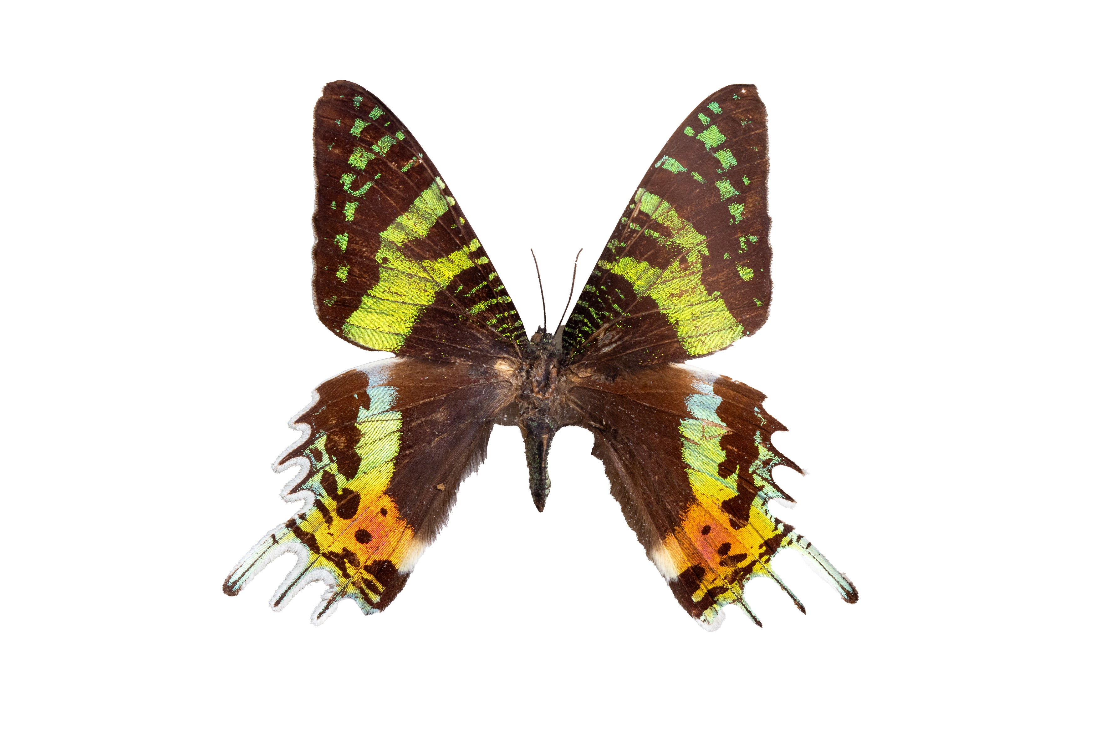 外国産蝶標本　三角紙　大量　まとめて　トリバネアゲハ　ニシキオオツバメガ 外国産蝶標本 三角紙 大量 まとめて トリバネアゲハ ニシキオオツバメガ